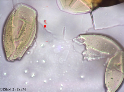 ISEM 2/Brunsvigia_cooperi_14689/Brunsvigia_cooperi_14689_0001(copy)_thumb.jpg